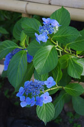祇園白川の紫陽花(2011年6月23日撮影)