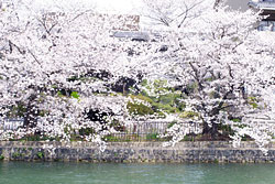 京都市,上京区,北野天満宮の梅(2012年3月3日撮影)